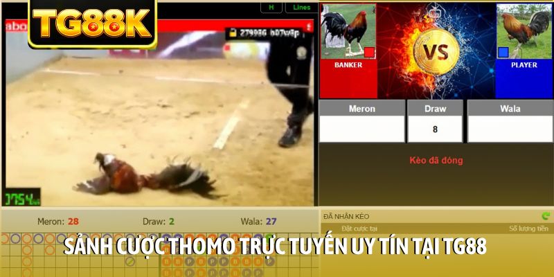 Sảnh cược Thomo trực tuyến uy tín tại TG88 Sảnh cược Thomo trực tuyến uy tín tại TG88
