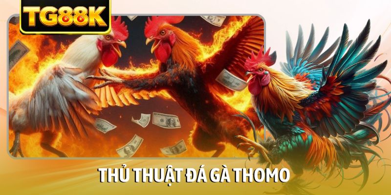 thủ thuật đá gà Thomo